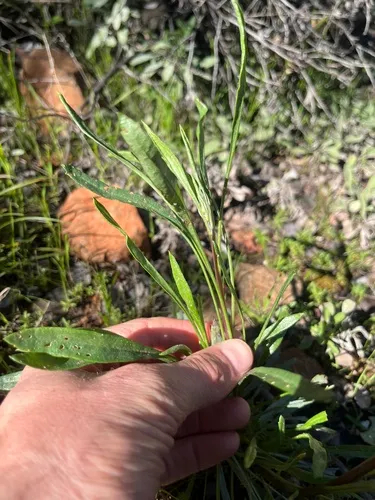 Layne's Ragwort — photo by Dean Lyons