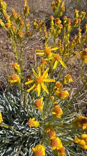 Siskiyou Mountain Ragwort — photo by harrii