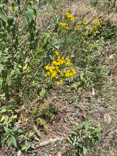 Piedmont Ragwort — photo by Oliver Hassell