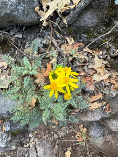 Uinta Ragwort — photo by kelly-karen_holligan