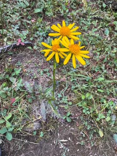 Alpine Groundsel