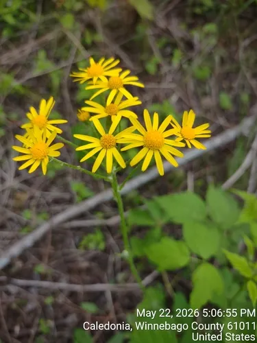 Balsam Groundsel