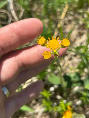 Prairie Groundsel — photo by Owen McElroy