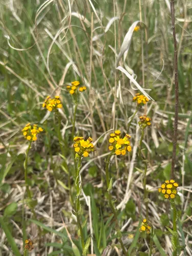 Falsegold Groundsel — photo by williamwanders