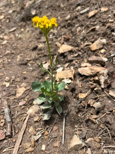 Rocky Mountain Groundsel — photo by rose624