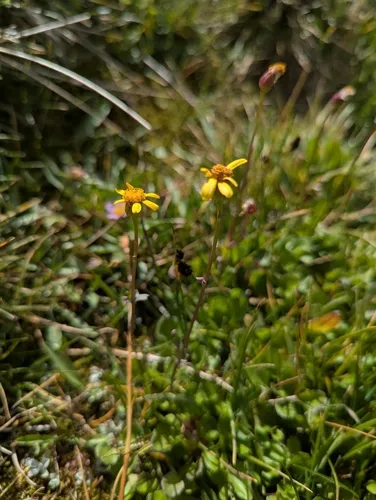 Buek's Groundsel