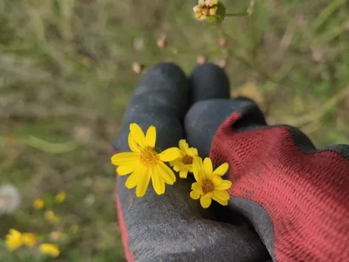 Great Plains Ragwort — photo by sonoresmore