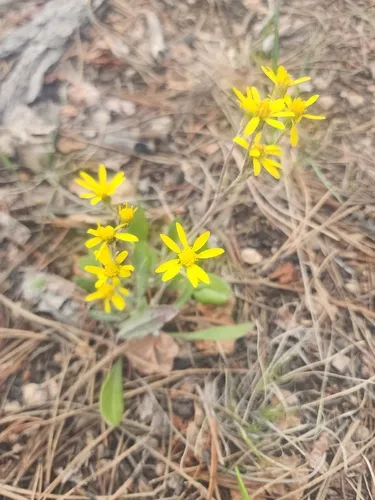 Hoary Groundsel — photo by Goosey Gal