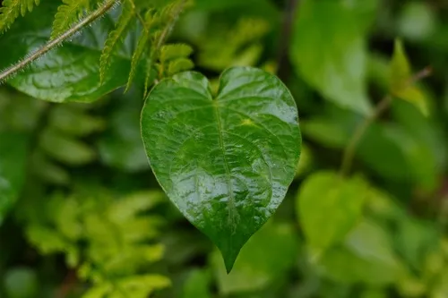 Sewer Vine