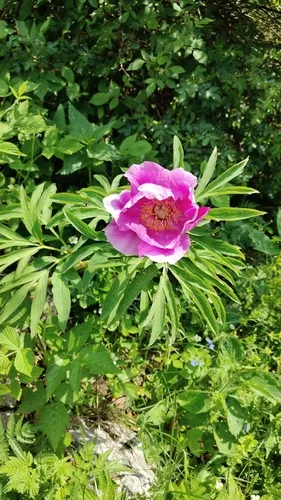 Common Peony