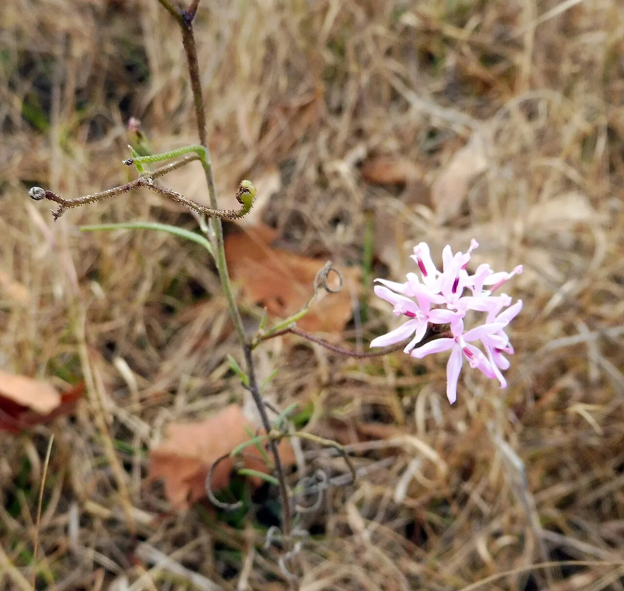 Small Palafox — photo by Mason Brock ( Masebrock )