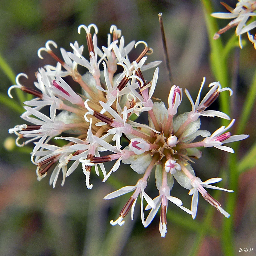Coastal Plain Palafox