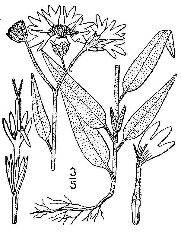 Othake