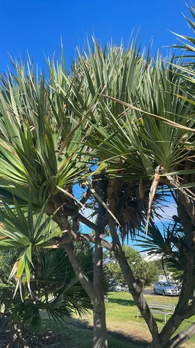 Common Screwpine