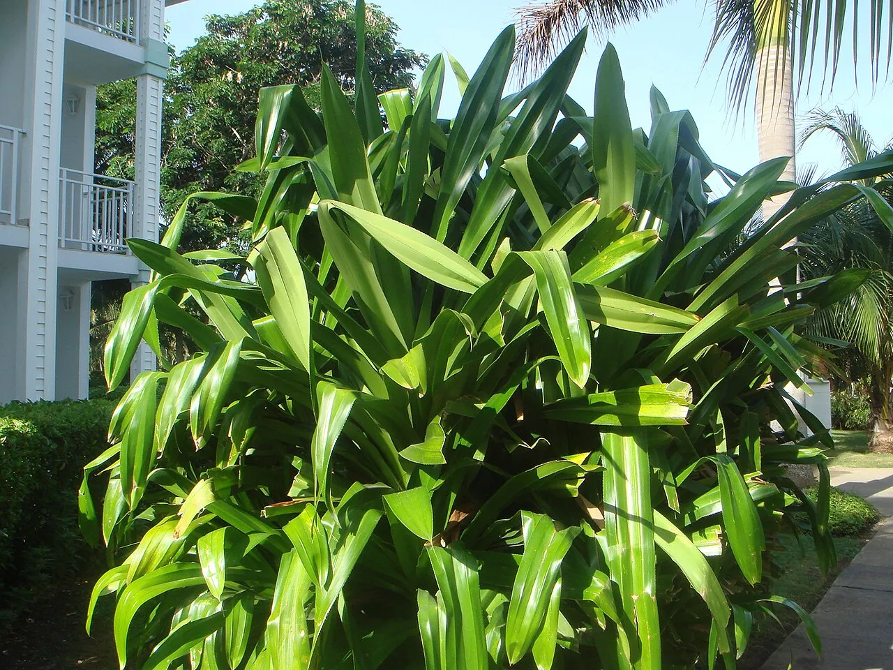 Veitch's Screwpine