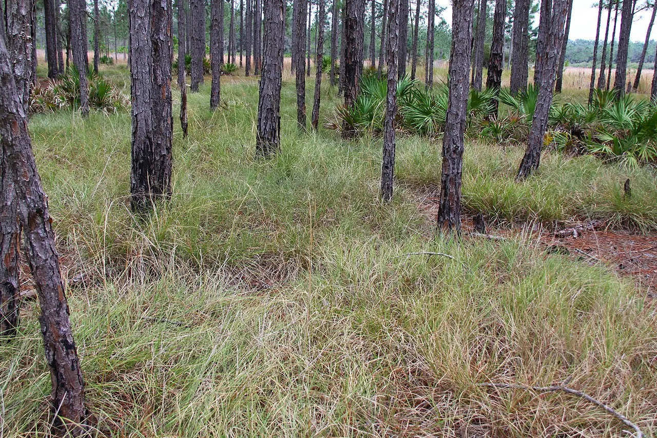 Cutthroat Grass