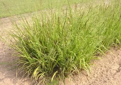 Beaked Panicgrass — photo by Melinda Brakie, USDA NRCS East Texas Plant Materials Center