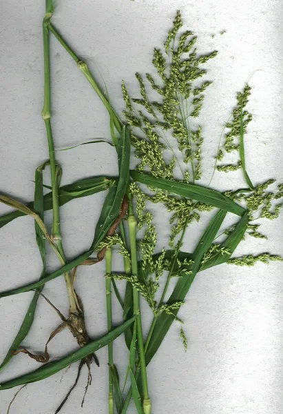 Blue Panicum — photo by Wikimedia Commons