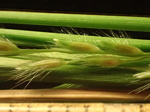 Rock Panicgrass — photo by Kenneth R. Wood (NTBG)