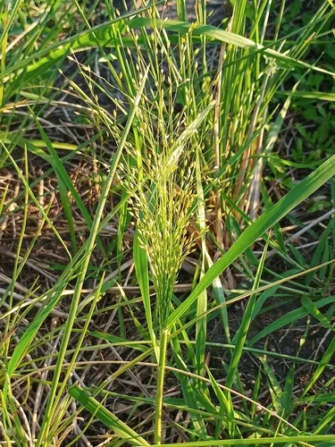 Berg's Panicgrass — photo by Gustavo Marino