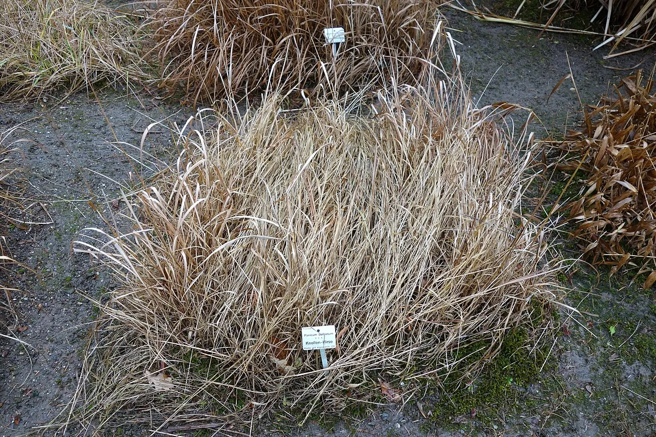 Bulb Panicgrass