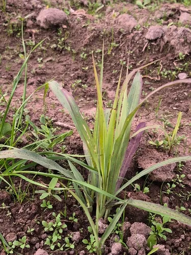 Witchgrass — photo by Beatriz