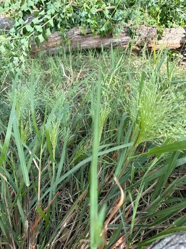 Slender Panicgrass — photo by bethcotx