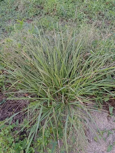 West Indian Panicgrass — photo by Beth