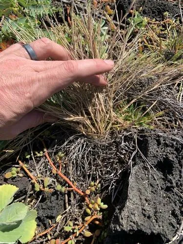 Faurie's Panicgrass — photo by NPS - pacific island vegetation monitoring