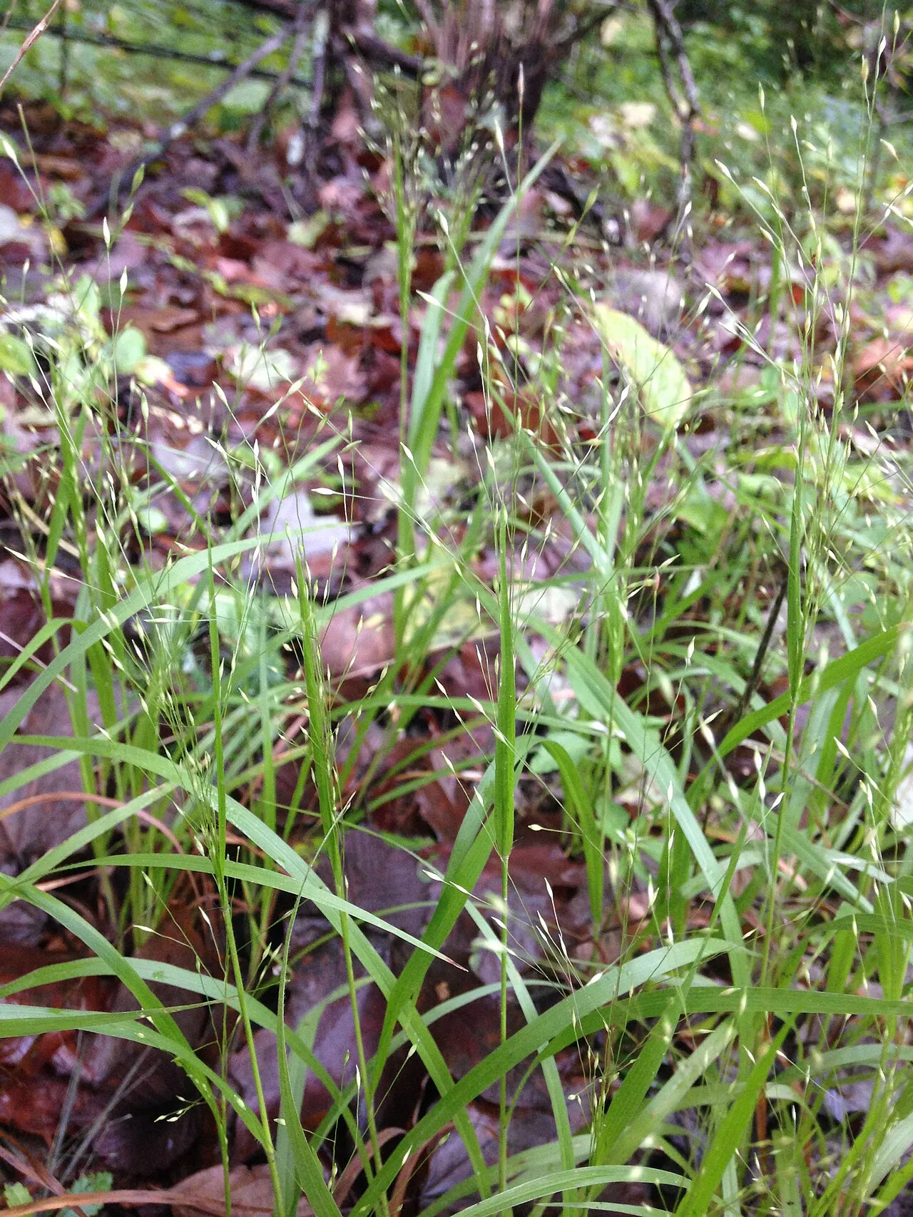 Wiry Panicgrass — photo by Mason Brock ( Masebrock )