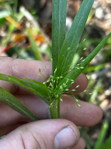 Gattinger's Panicgrass — photo by Chris Stahl