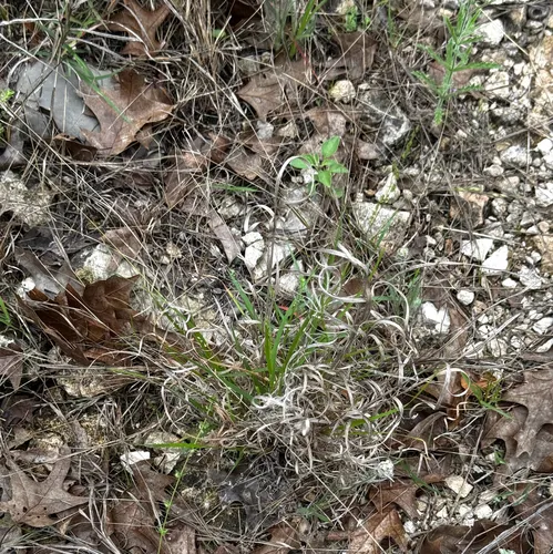 Hall's Panicgrass — photo by Jerry Morrisey