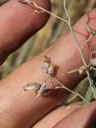 Havard's Panicgrass — photo by Eric Knight