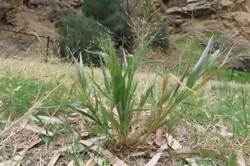 Hillman's Panicgrass — photo by János Vörösbaranyi
