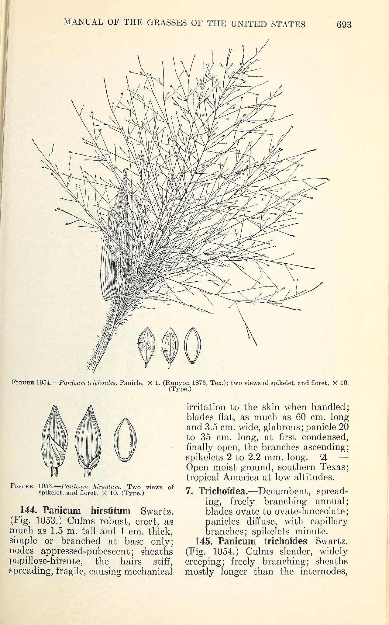 Hairy Panicgrass — photo by Chase, Agnes; Hitchcock, A. S.