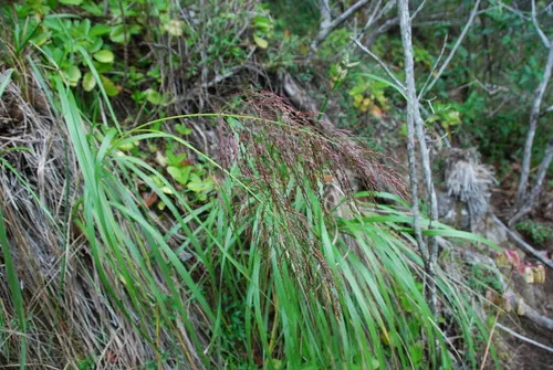 Kauai Panicgrass — photo by Kenneth R. Wood (NTBG)