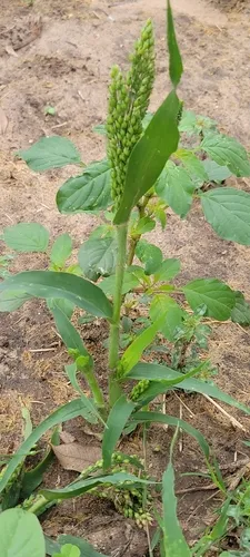 Proso Millet — photo by Cyndie Segovia