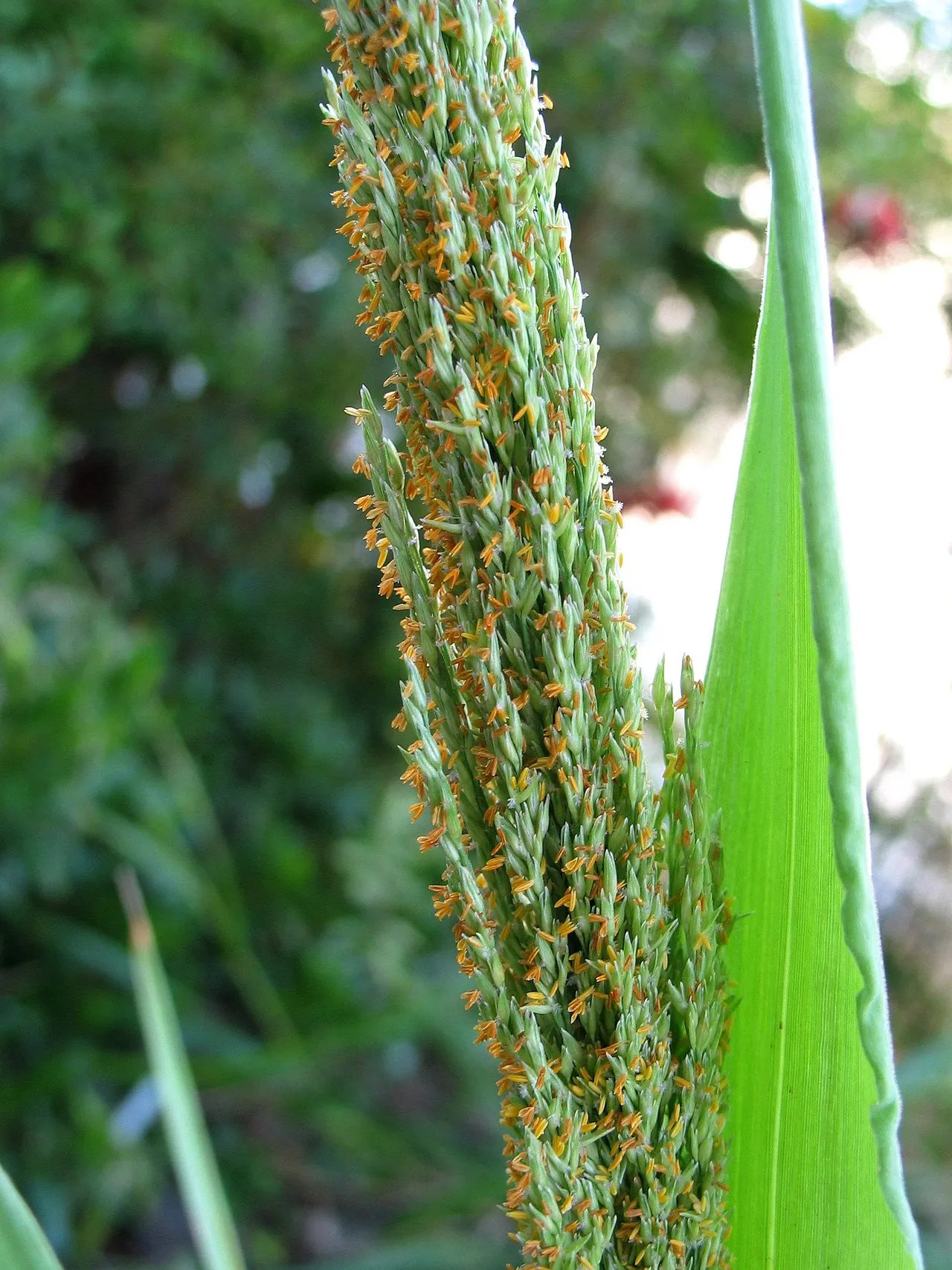 Niihau Panicgrass — photo by David Eickhoff from Pearl City, Hawaii, USA