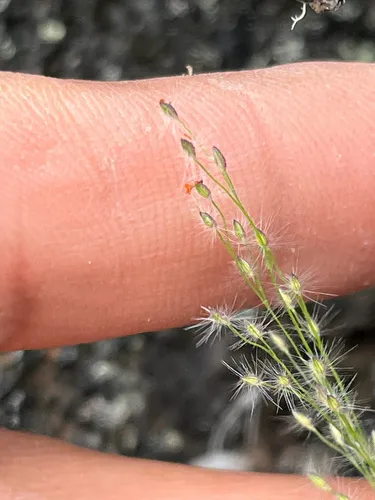 Maui Panicgrass — photo by Jason Bio Flor