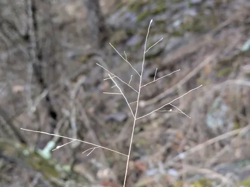 Philadelphia Panicgrass — photo by Nate Martineau