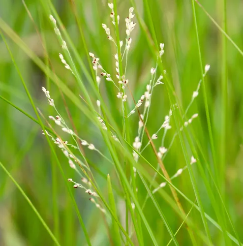 Torpedo Grass — photo by John M. Faggard