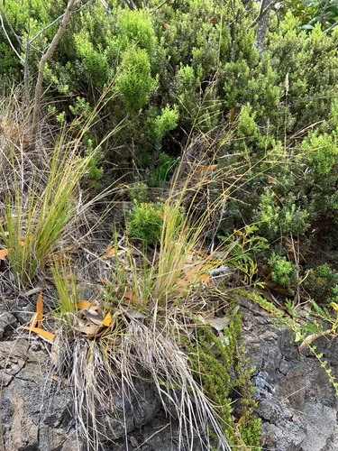 Parkland Panicgrass — photo by NPS - pacific island vegetation monitoring