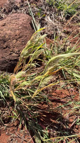 Torrid Panicgrass — photo by premota