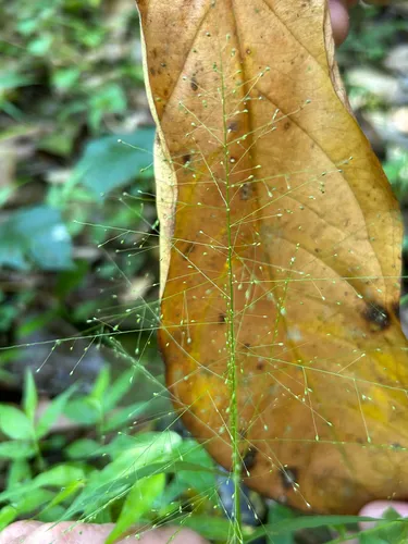 Tropical Panicgrass — photo by Alcides L. Morales-Pérez
