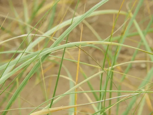 Desert Panicgrass