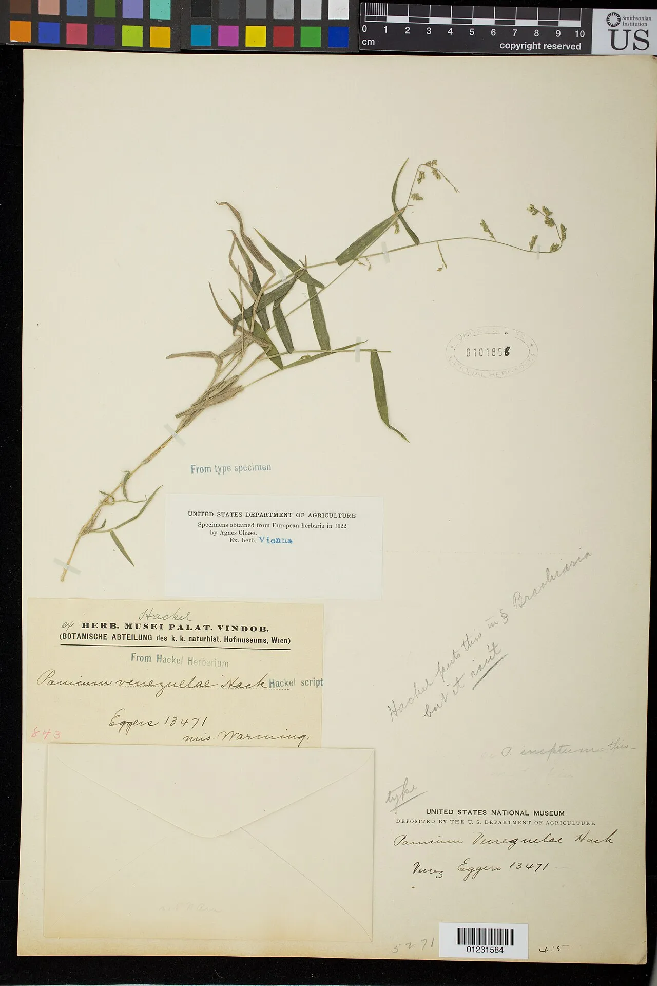Venezuelan Panicgrass — photo by National Museum of Natural History