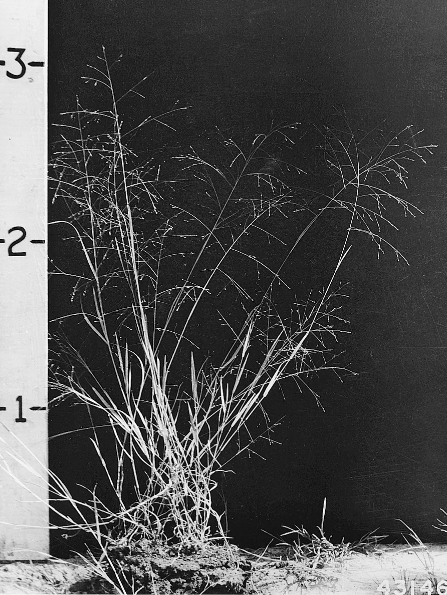 Warty Panicgrass — photo by H.H. Biswell. Provided by National Agricultural Library. Originally from US F…