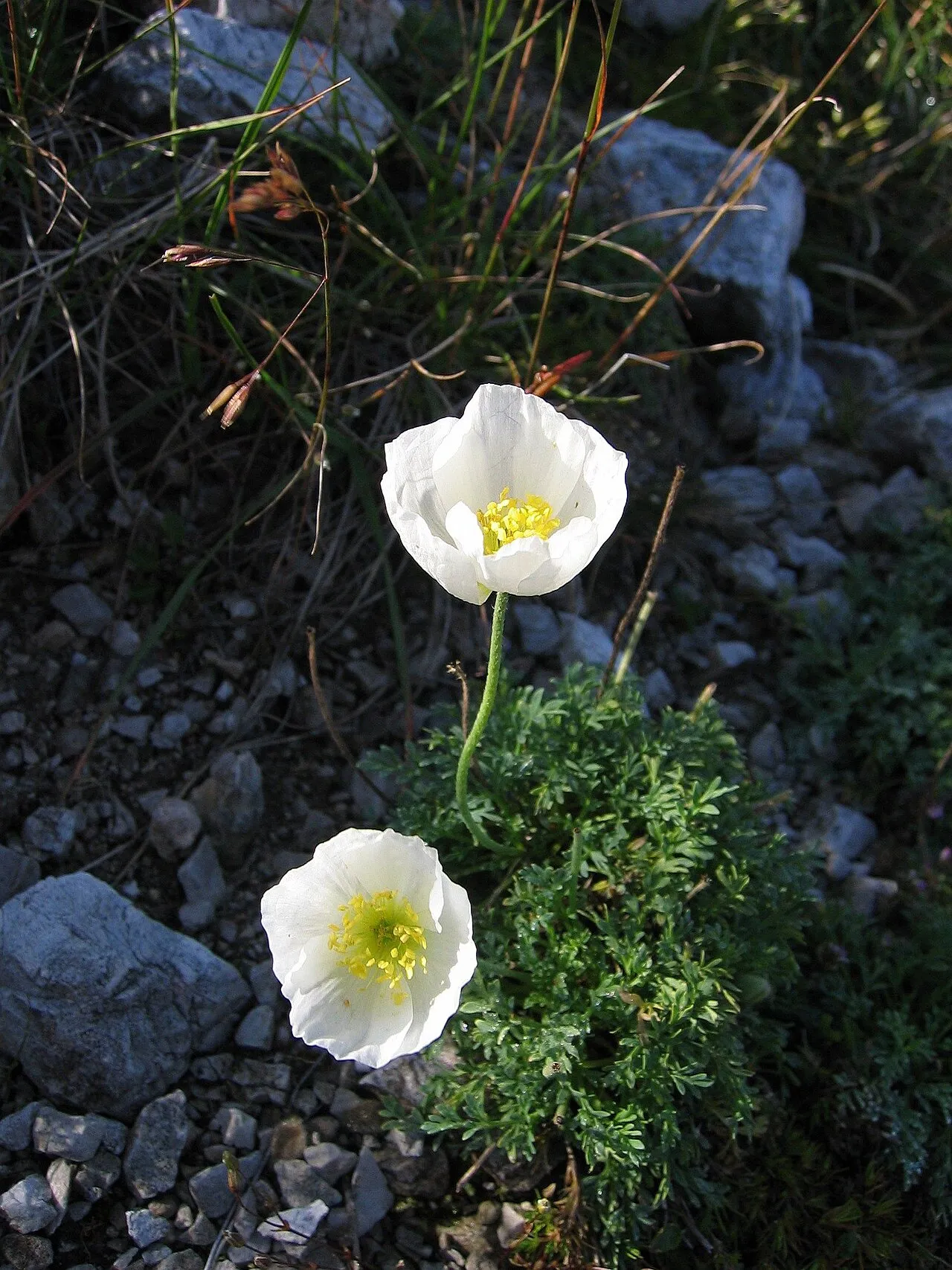 Dwarf Poppy