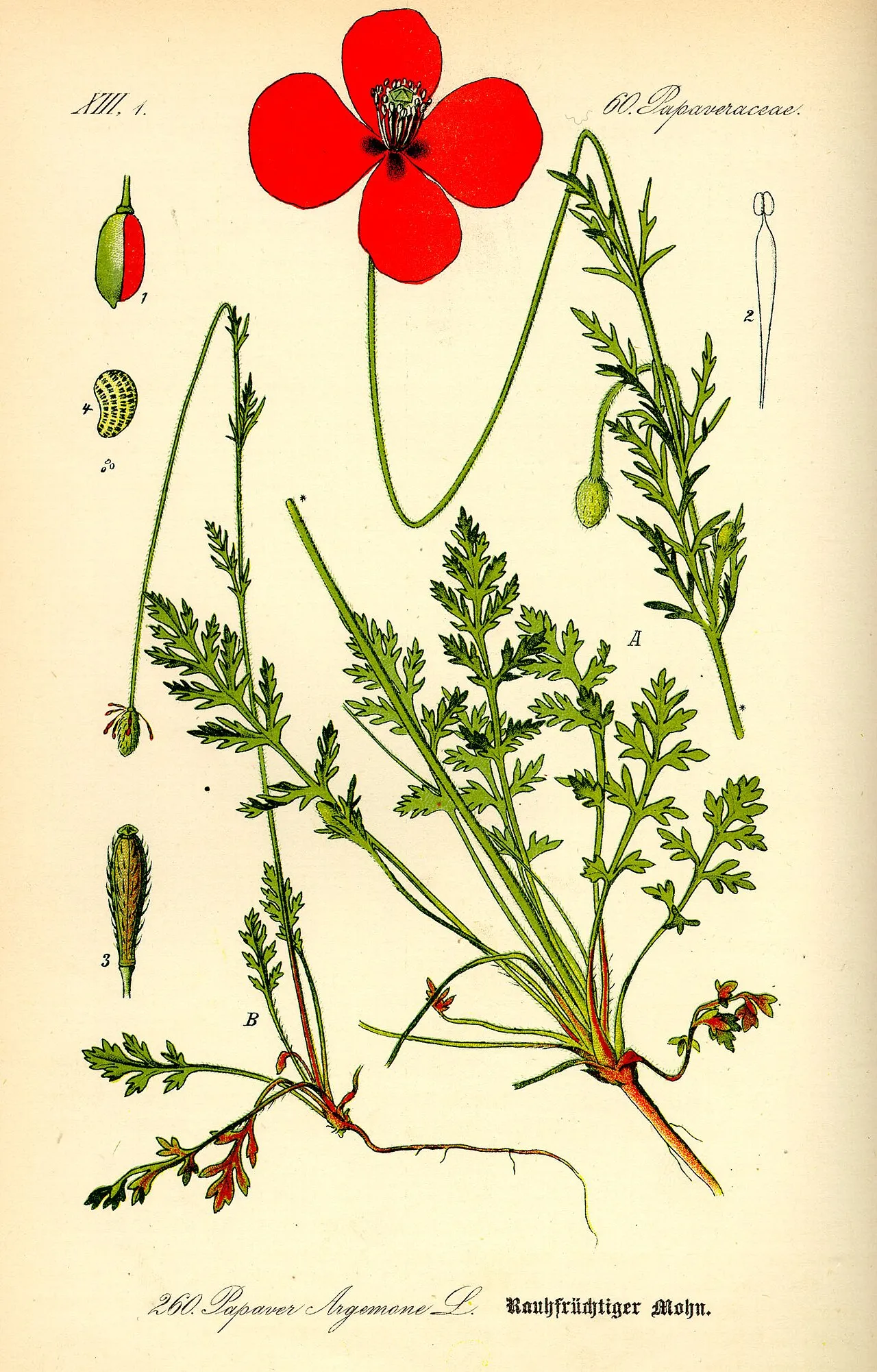 Long Pricklyhead Poppy — photo by Wikimedia Commons