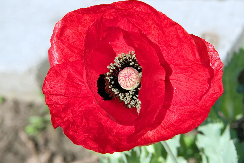 Tulip Poppy — photo by Elliot